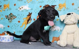 Labrador Retriever dogs for sale: Obsidian - Image 6