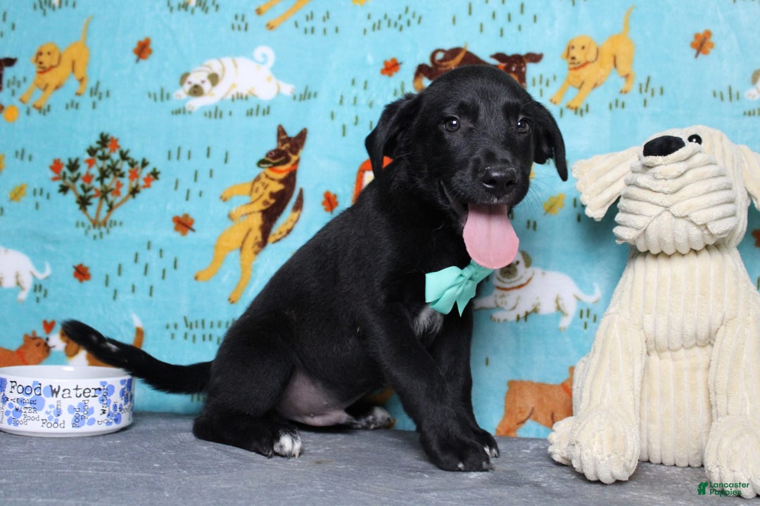 Labrador Retriever dogs for sale: Obsidian - Image 6