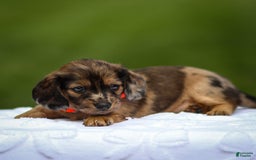 Miniature Dachshund dogs for sale: Elsa - Image 5