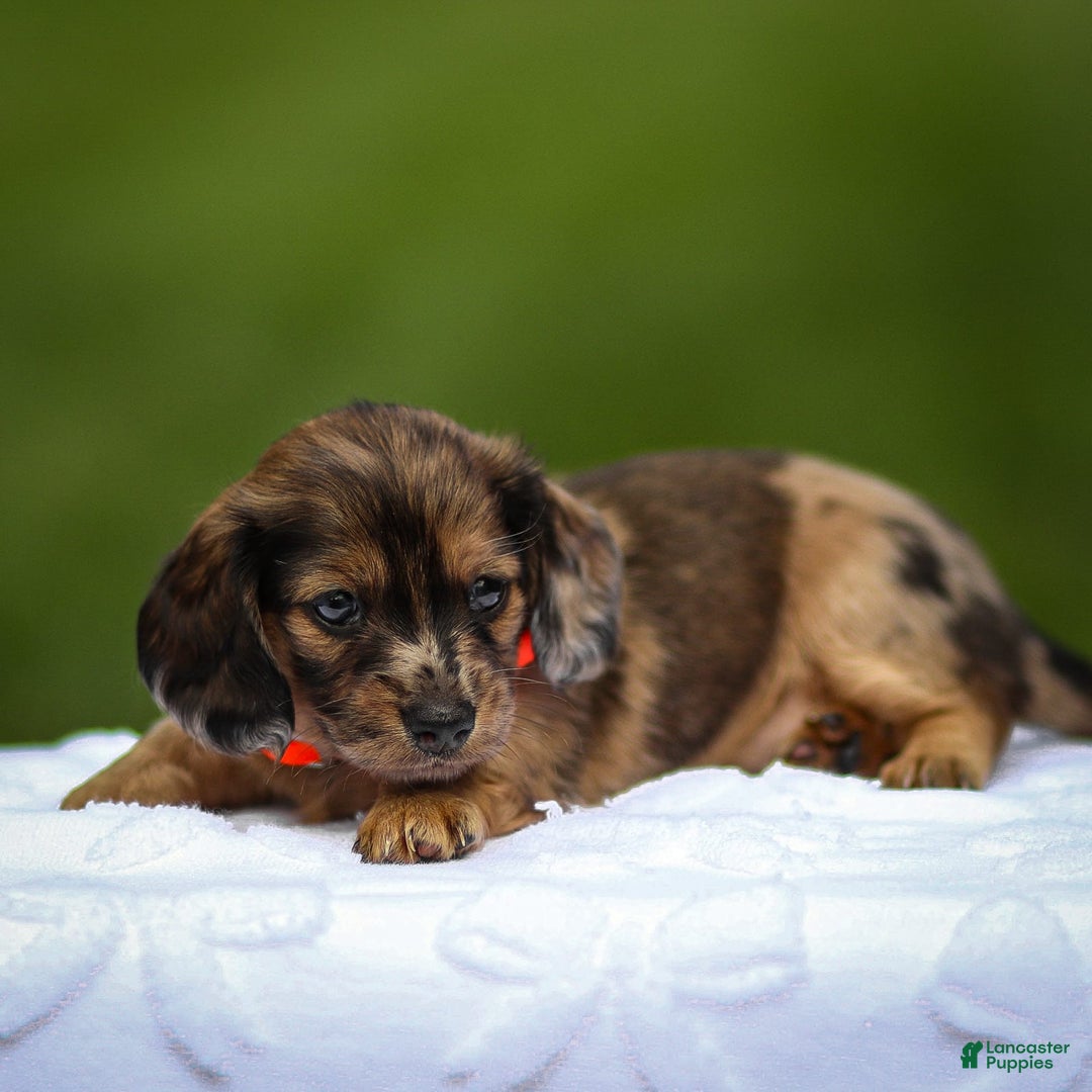 Miniature Dachshund dogs for sale: Elsa - Image 5