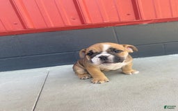 English Bulldog dogs for sale: Diesel - Image 3