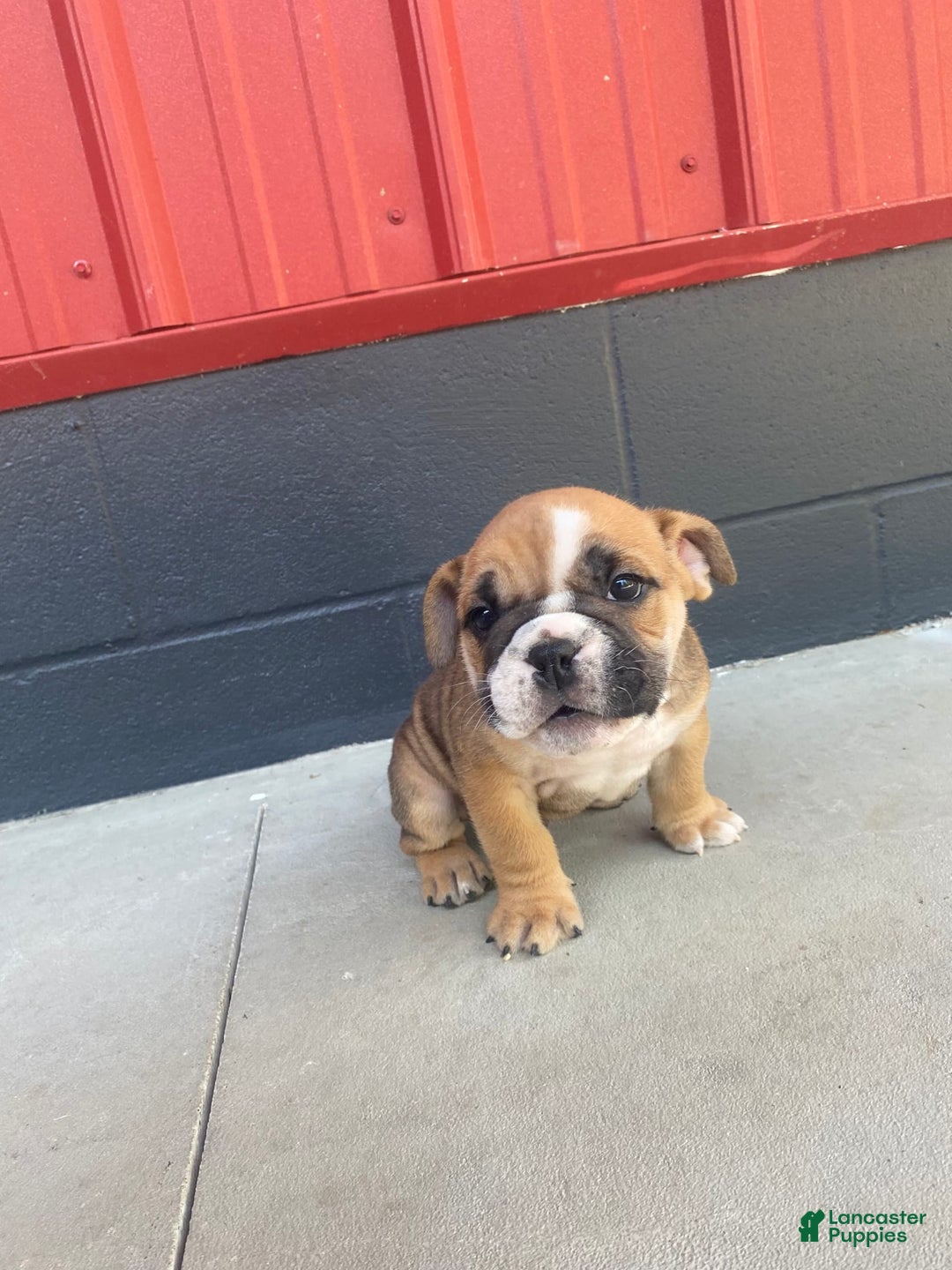 English Bulldog dogs for sale: Diesel - Image 3