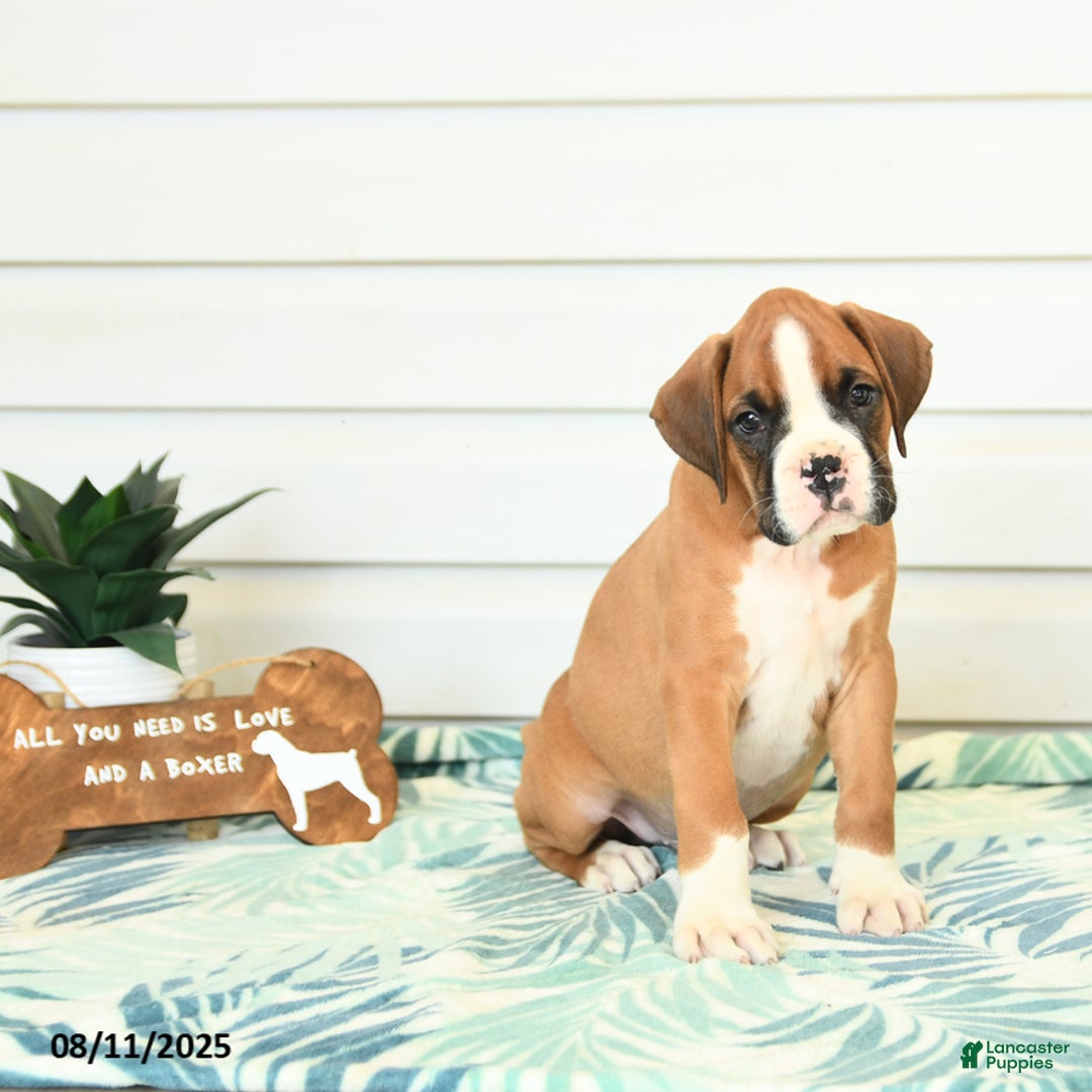 Boxer dogs for sale: Justin - Image 3