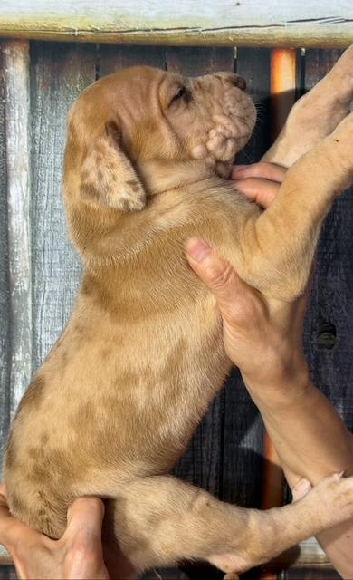Great Dane dogs for sale: Hunter - Fawn Merle - Image 1