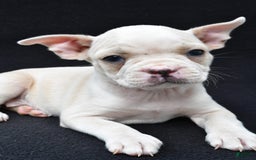 Boston Terrier dogs for sale: Jezabel - Image 4