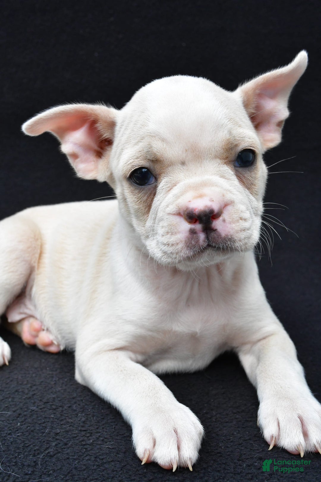 Boston Terrier dogs for sale: Jezabel - Image 4