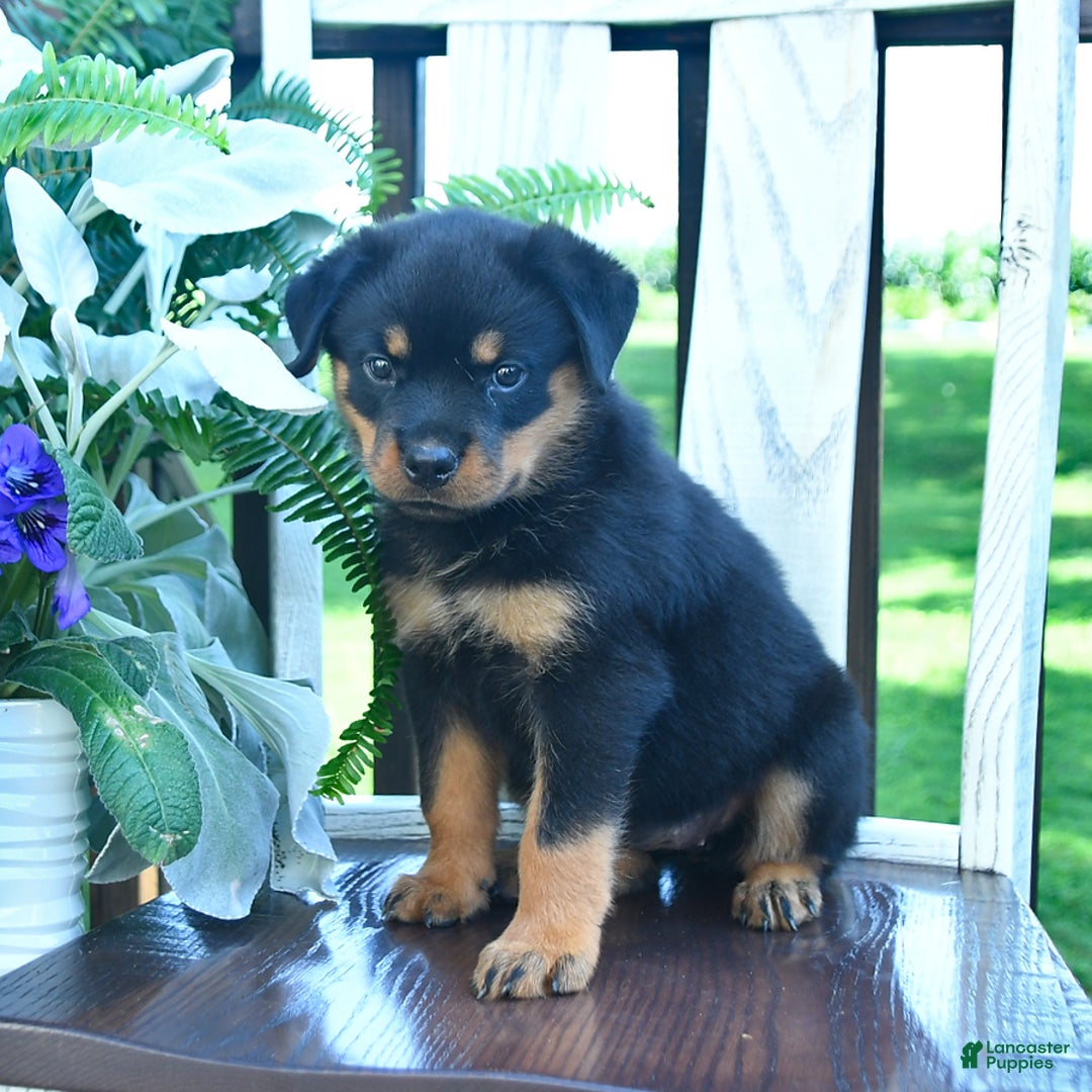 Rottweiler dogs for sale: Paige - Image 3