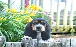 Basset Hound dogs for sale: Shannon - Image 7