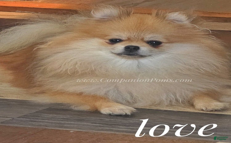 Pomeranian dogs for sale - Ad 1