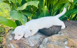 Miniature Dachshund dogs for sale: Blizzard LH - Image 11
