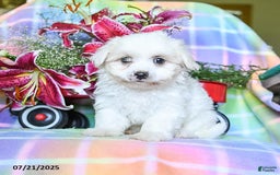 Maltese dogs for sale: Blaze - Image 3