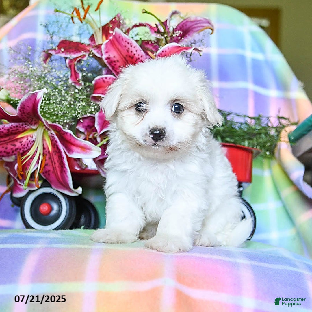 Maltese dogs for sale: Blaze - Image 3