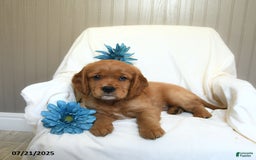 Miniature Golden Retriever dogs for sale: Ryan - Image 1