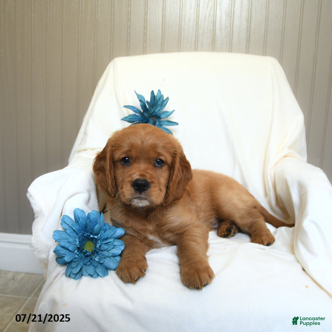 Miniature Golden Retriever dogs for sale: Ryan - Image 1
