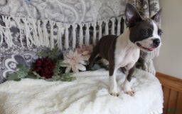 Boston Terrier dogs for sale: Trudy - Image 7