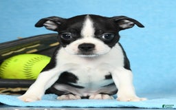 Boston Terrier dogs for sale: Ivy - Image 3