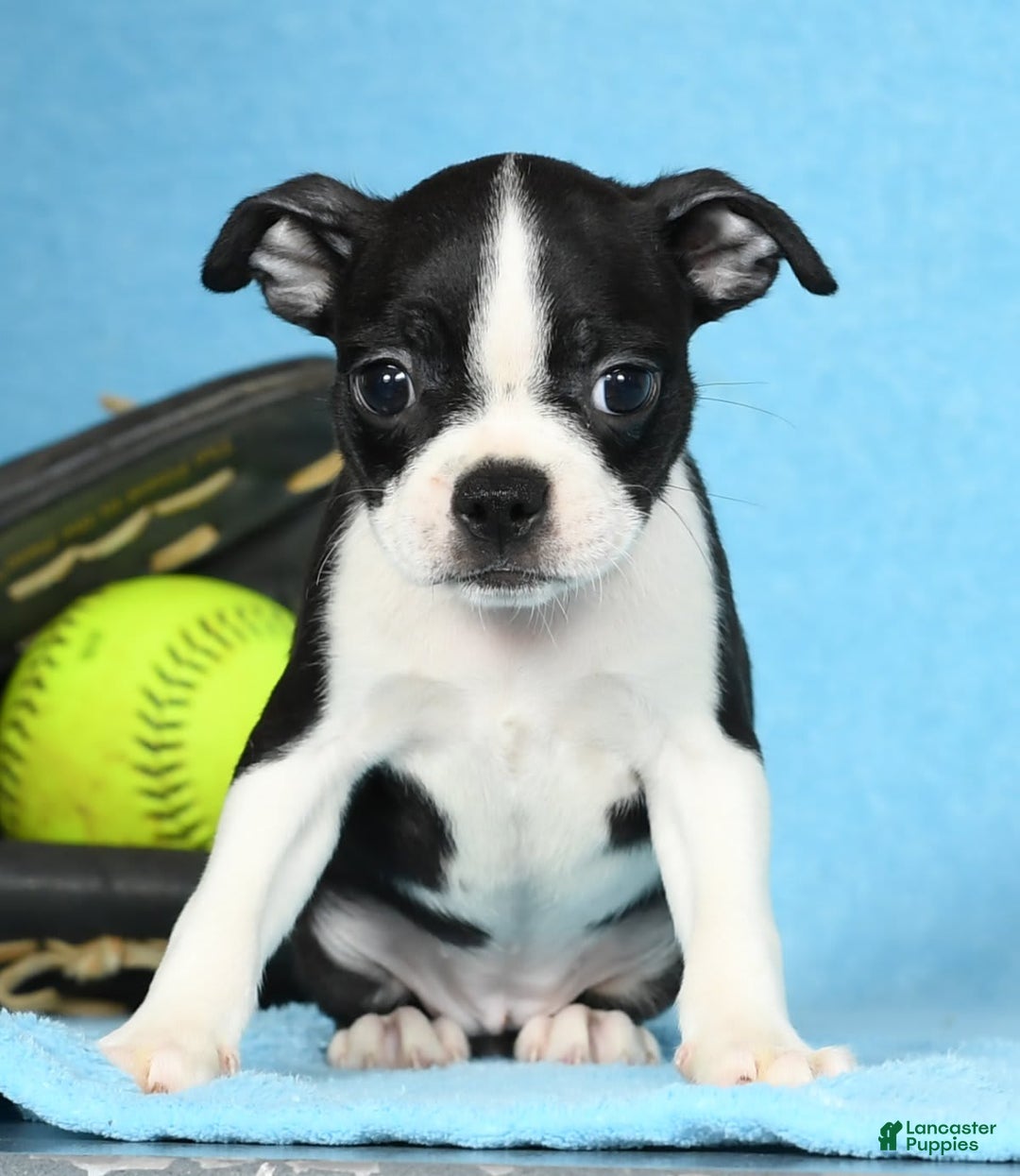 Boston Terrier dogs for sale: Ivy - Image 3