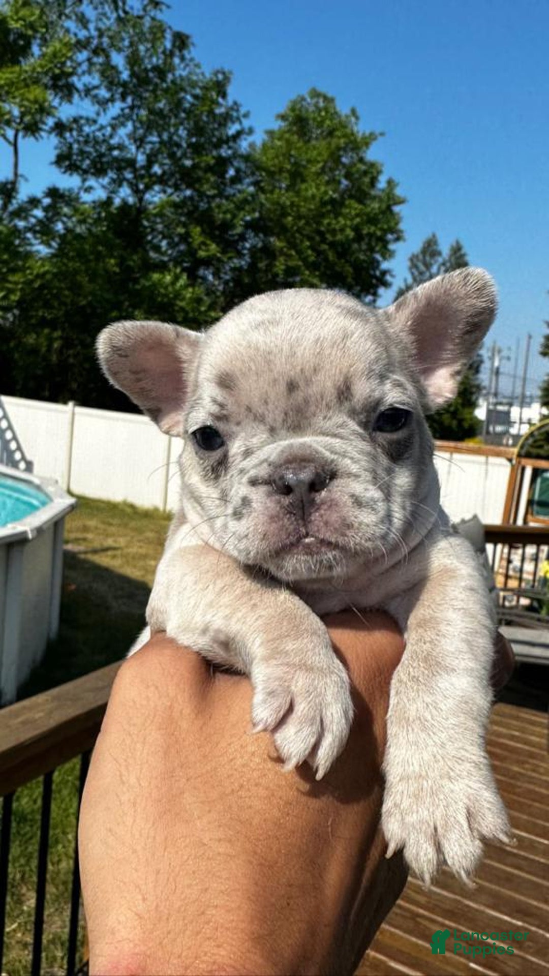 French Bulldog dogs for sale: Anni - Image 7