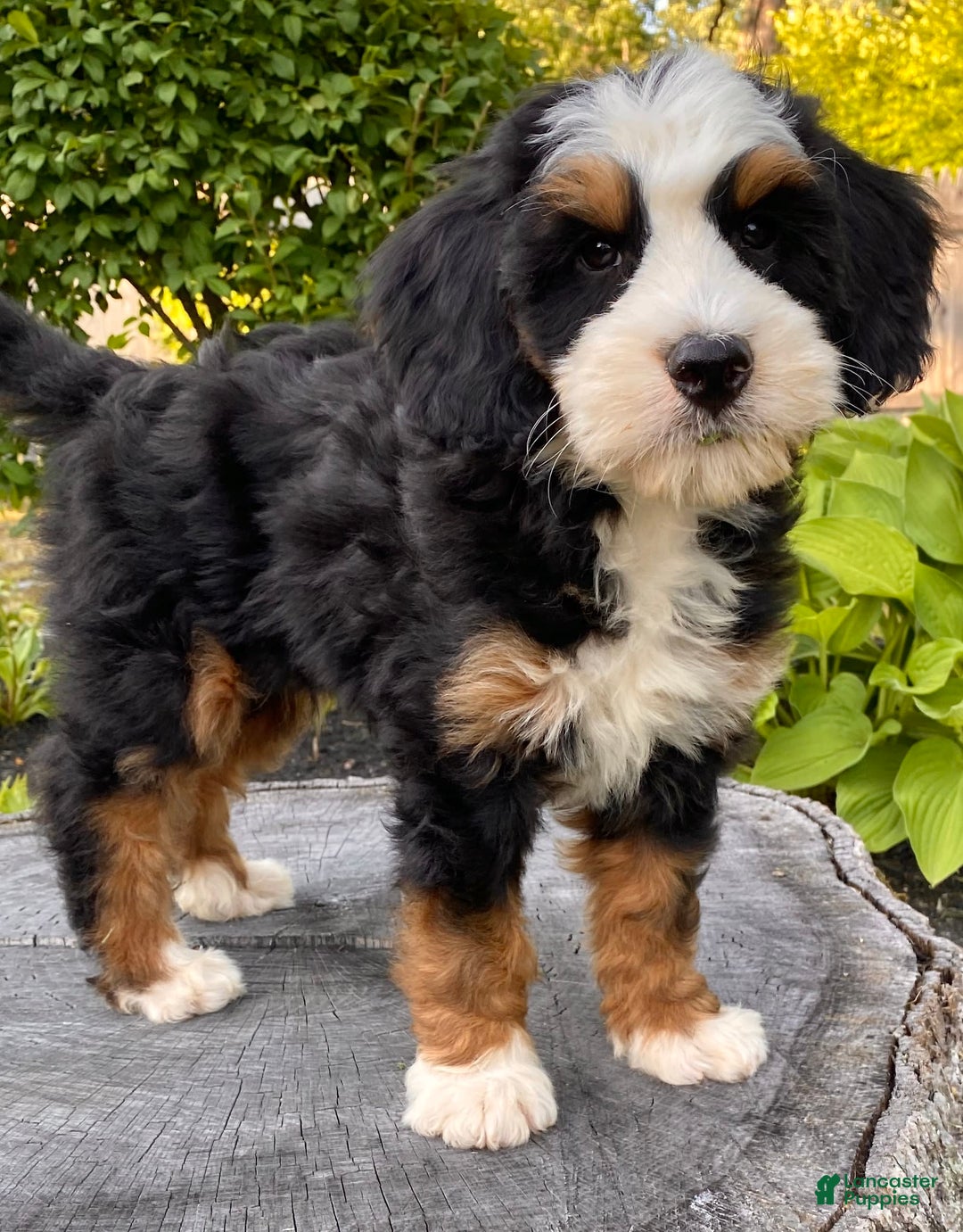 Mini Bernedoodle dogs for sale: ❤️ Boston Ma ❤️ Mini Bernedoodle - Image 15