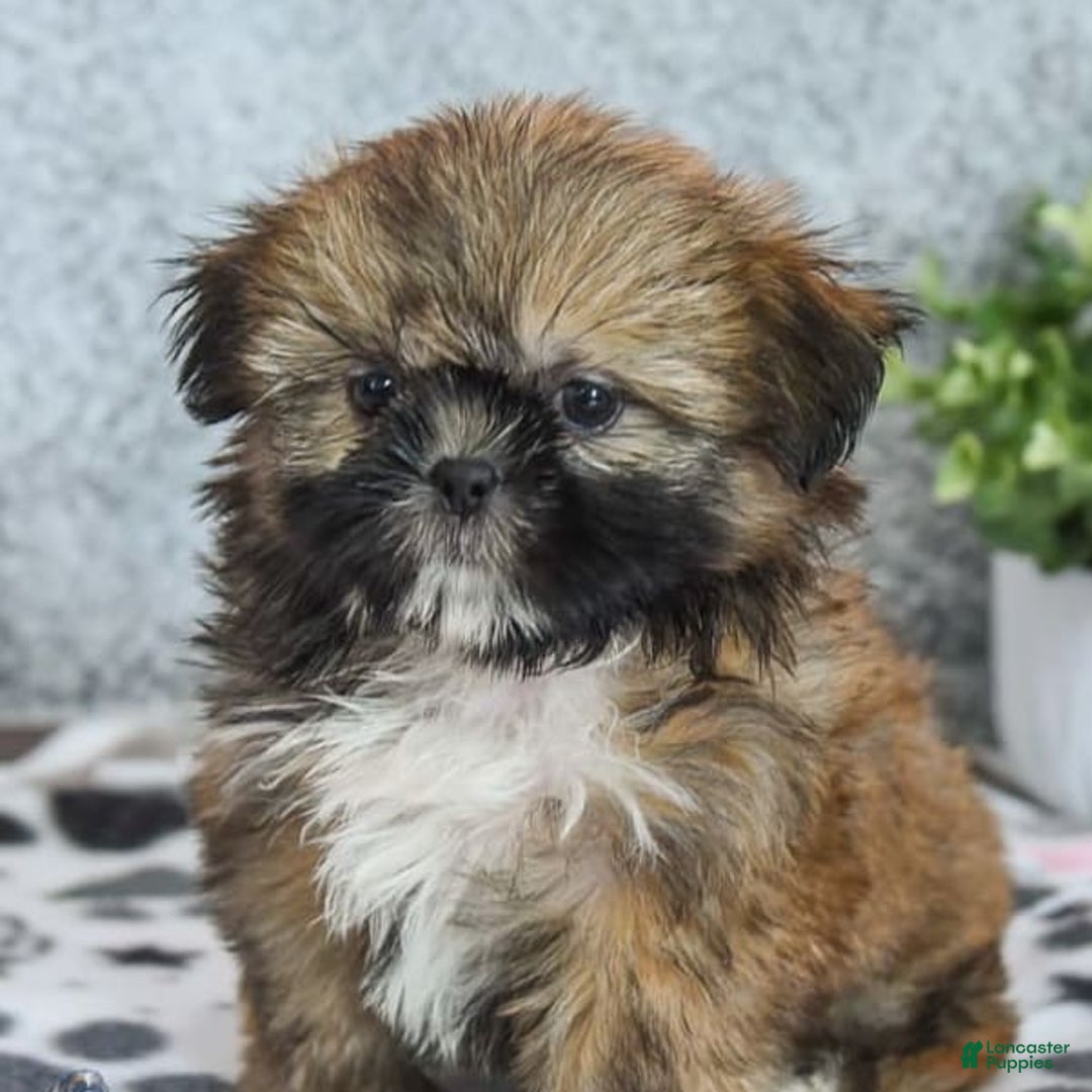 Shih Tzu dogs for sale: Melissa - Image 2