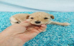 Toy Poodle dogs for sale: Digger - Image 2