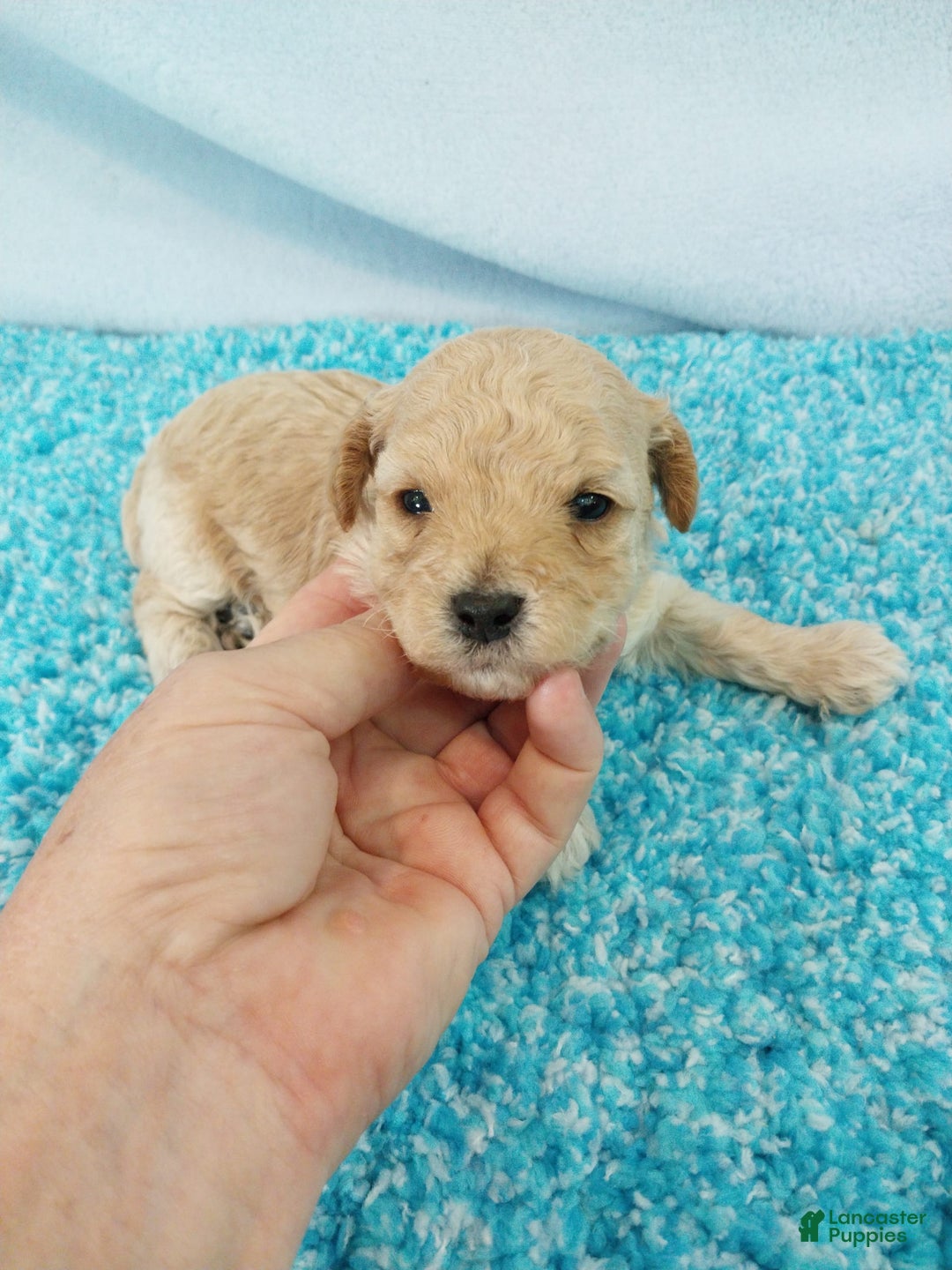 Toy Poodle dogs for sale: Digger - Image 2