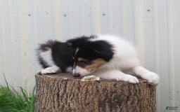 Collie dogs for sale: Annie - Image 2
