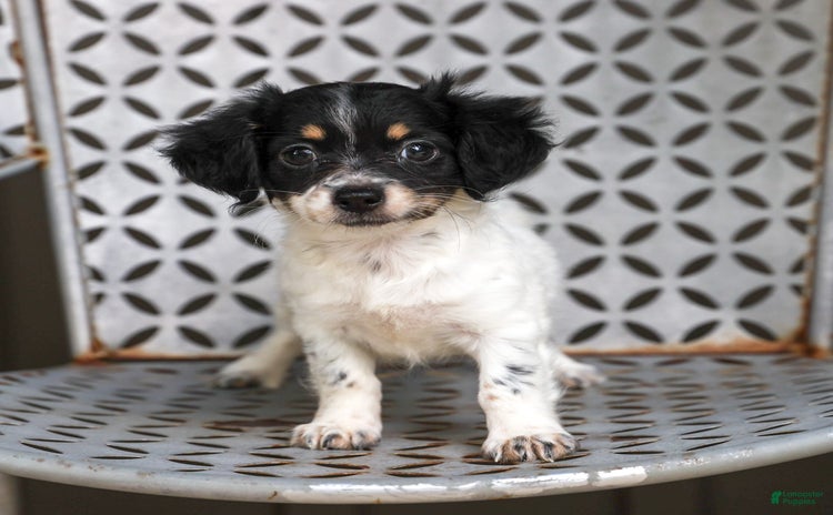 Chihuahua dogs for sale - Ad 3