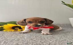Dachshund dogs for sale: Millie Mae - Image 7