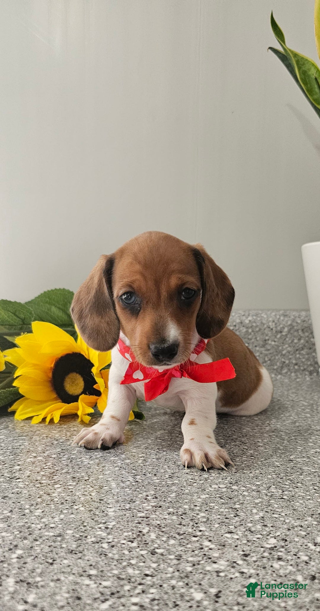 Dachshund dogs for sale: Millie Mae - Image 7