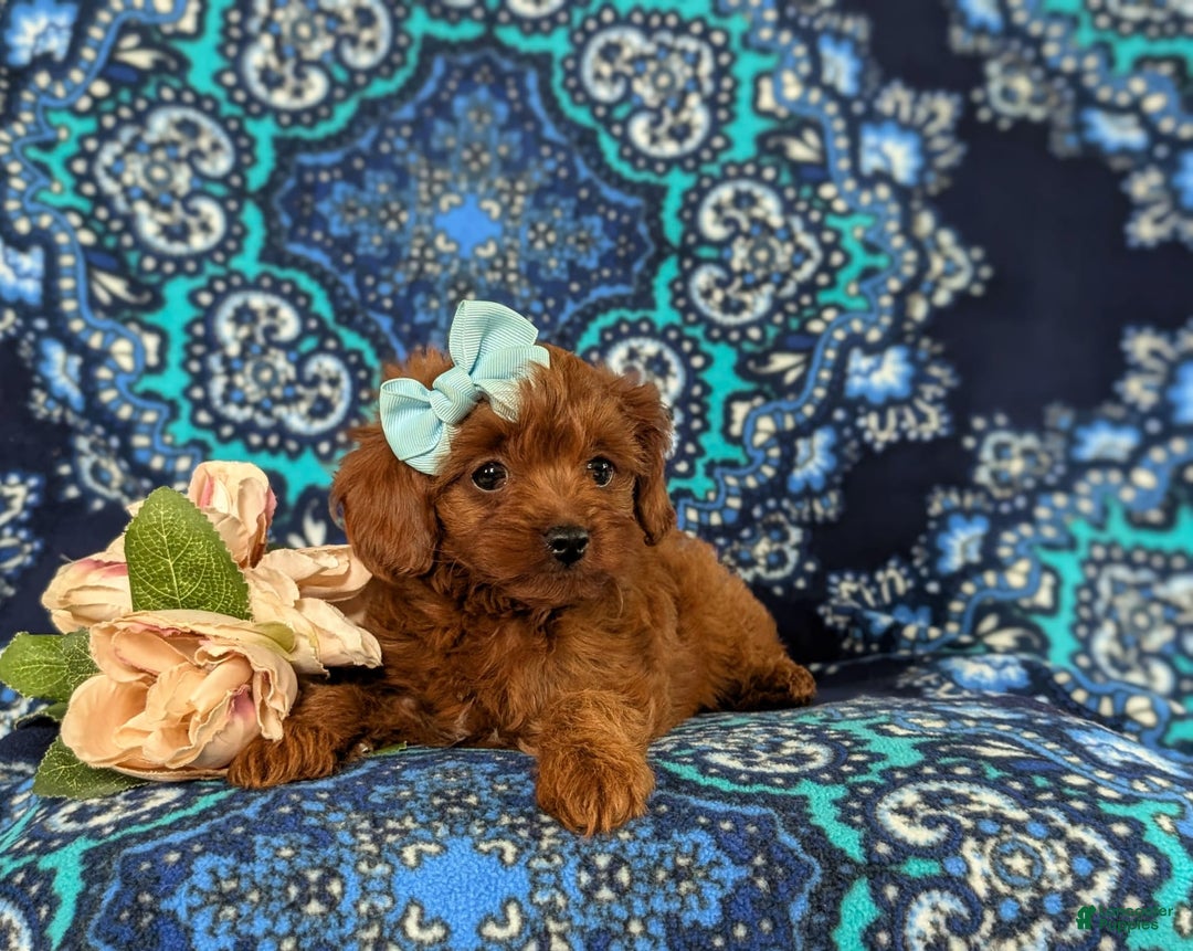Cavapoo dogs for sale: Kayleigh Toy Size Hypoallergenic - Image 2