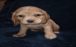 Cocker Spaniel dogs for sale: Marshmallow - Image 8