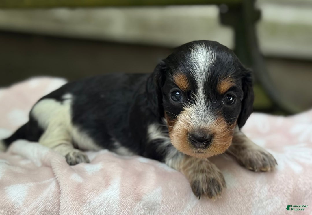 Miniature Dachshund dogs for sale: Daisy - Image 2