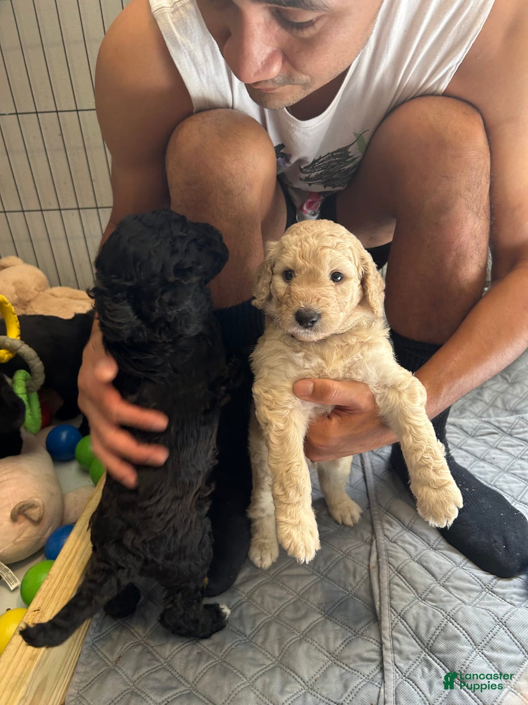 Goldendoodle dogs for sale: Lillies Litter - Image 8