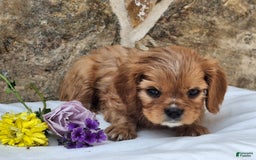 Cavalier King Charles Spaniel dogs for sale: Starlight - Image 6