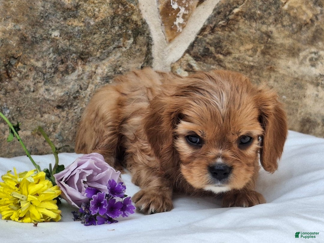 Cavalier King Charles Spaniel dogs for sale: Starlight - Image 6