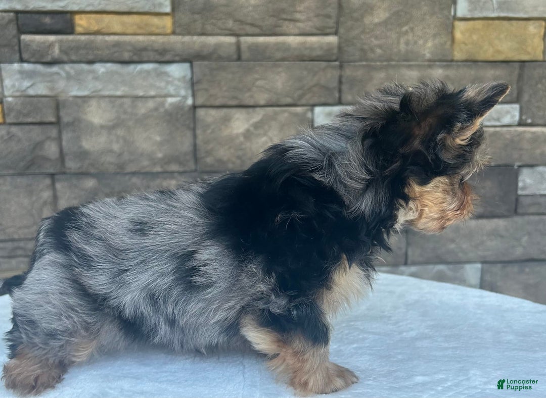 Yorkshire Terrier dogs for sale: Bo - Image 4