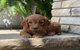 Goldendoodle dogs for sale: Jack - Image 3