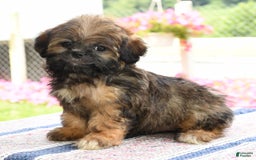 Teddy Bear dogs for sale: Sandy - Image 9