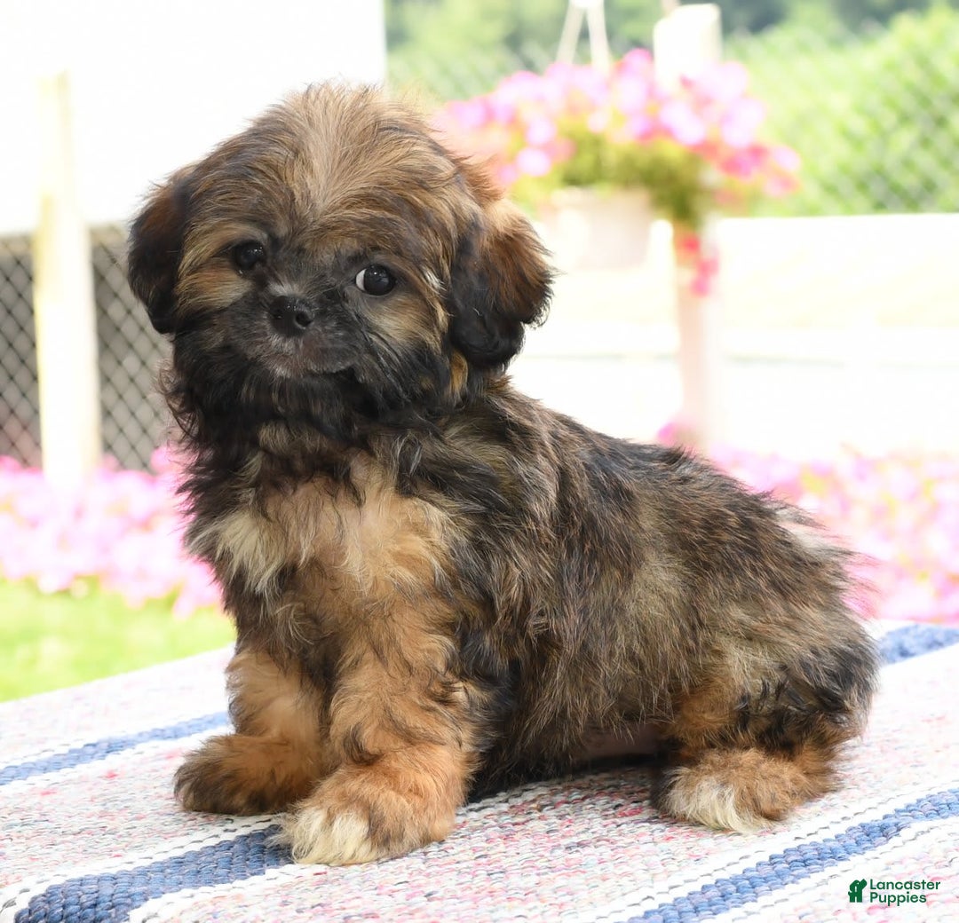 Teddy Bear dogs for sale: Sandy - Image 9