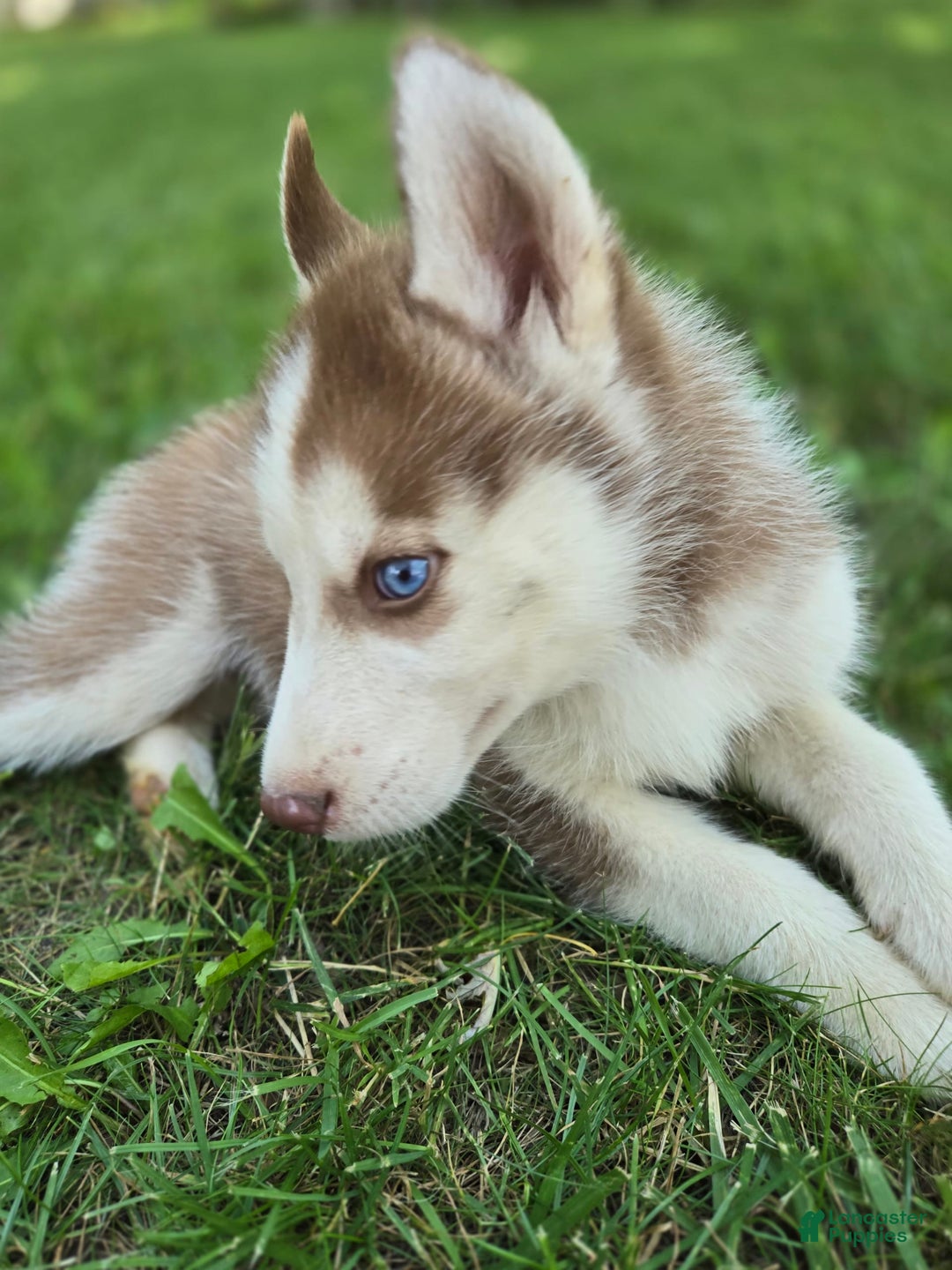Siberian Husky dogs for sale: Ash - Image 7