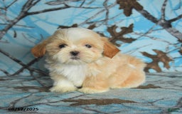 Shih Tzu dogs for sale: River - Image 5