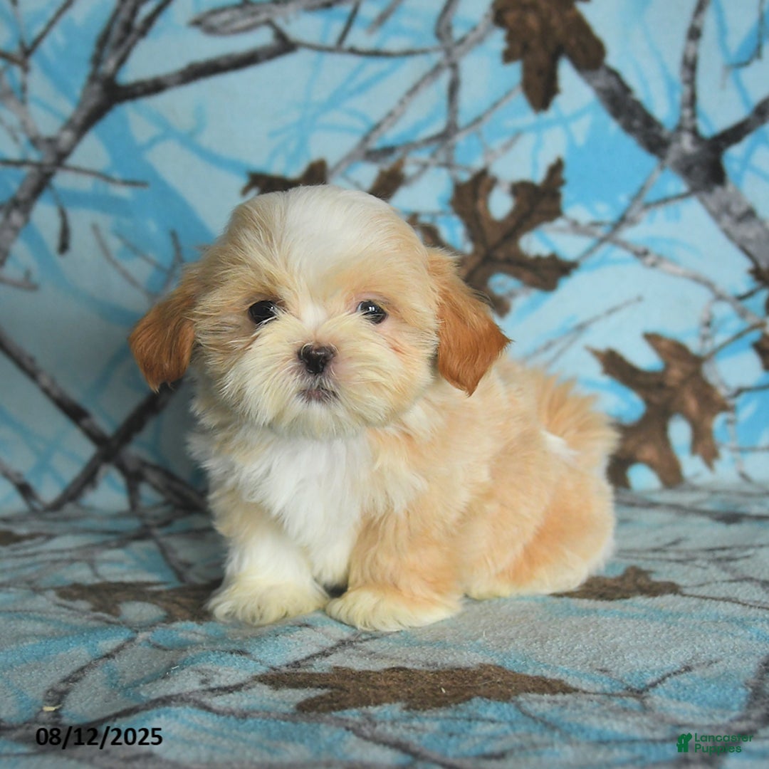 Shih Tzu dogs for sale: River - Image 5