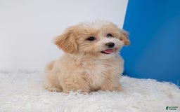 Maltipoo dogs for sale: Luciana - Image 8
