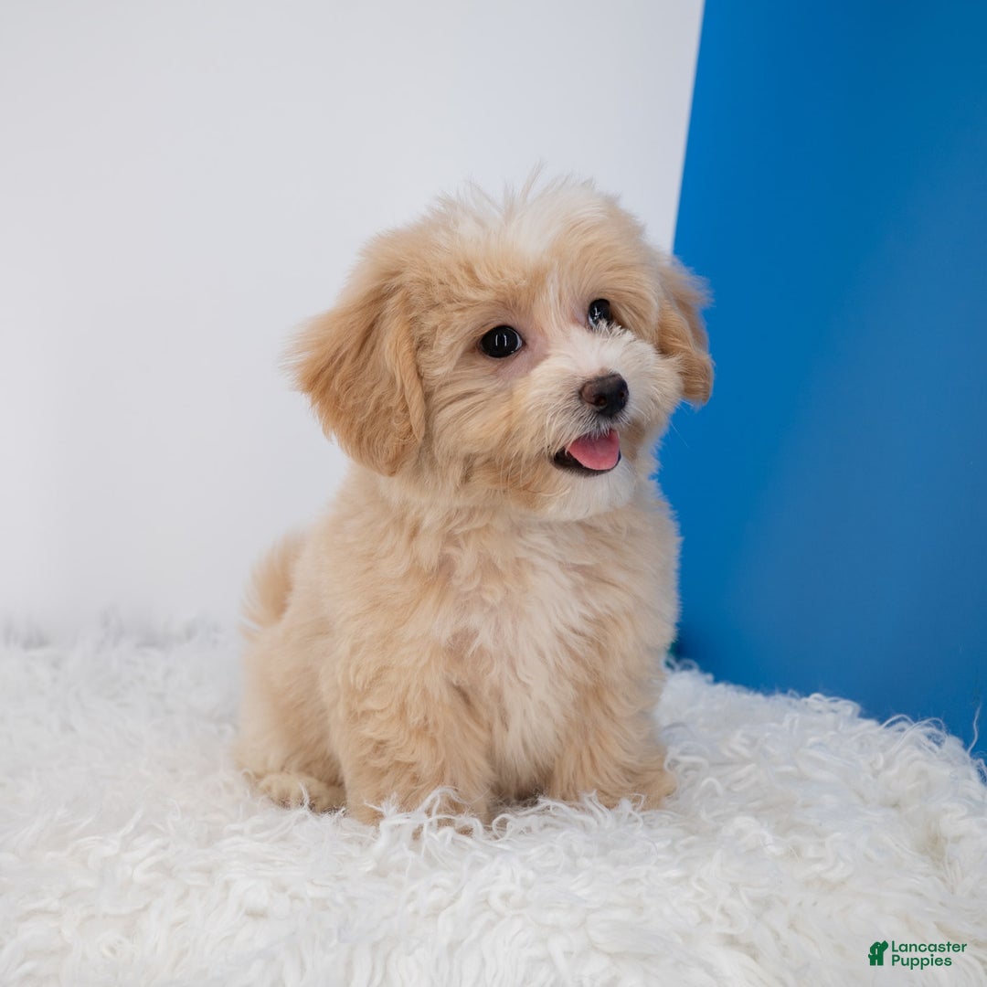 Maltipoo dogs for sale: Luciana - Image 8