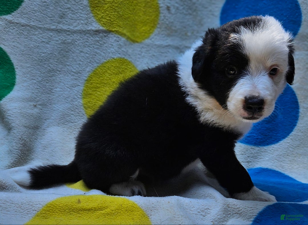Border Collie dogs for sale: Bear - Image 1