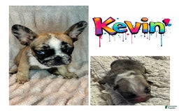 French Bulldog dogs for sale: Kevin - Image 4