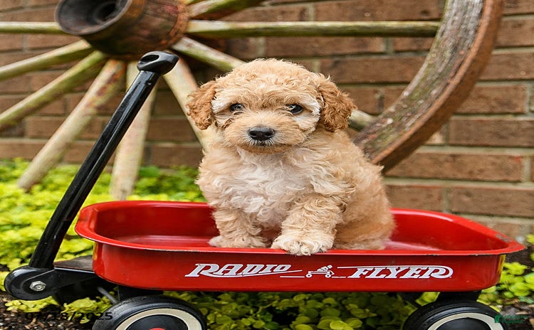 Toy Poodle dogs for sale - Ad 2