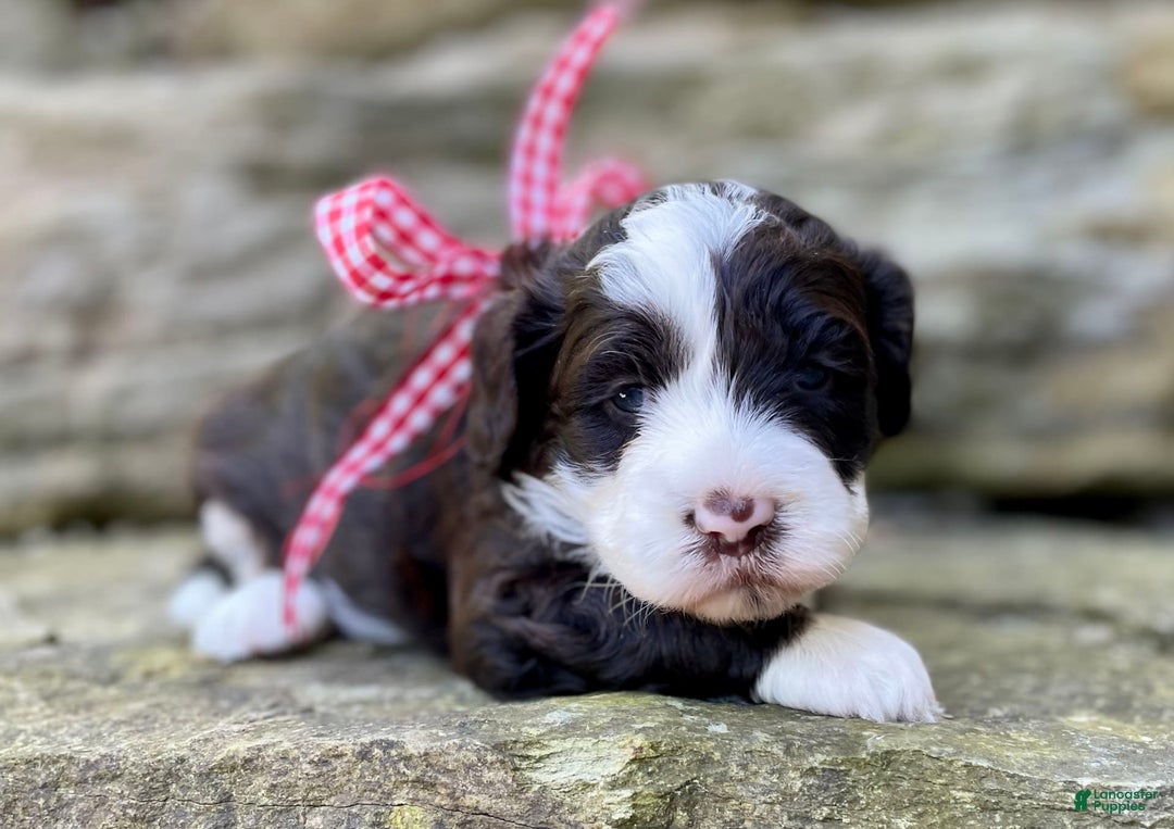 Portuguese Water Dog dogs for sale: Iris - Image 7