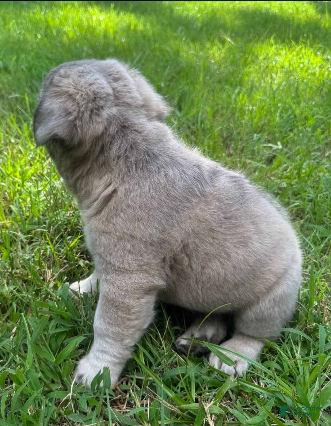 French Bulldog dogs for sale: CHEWIE - Image 13
